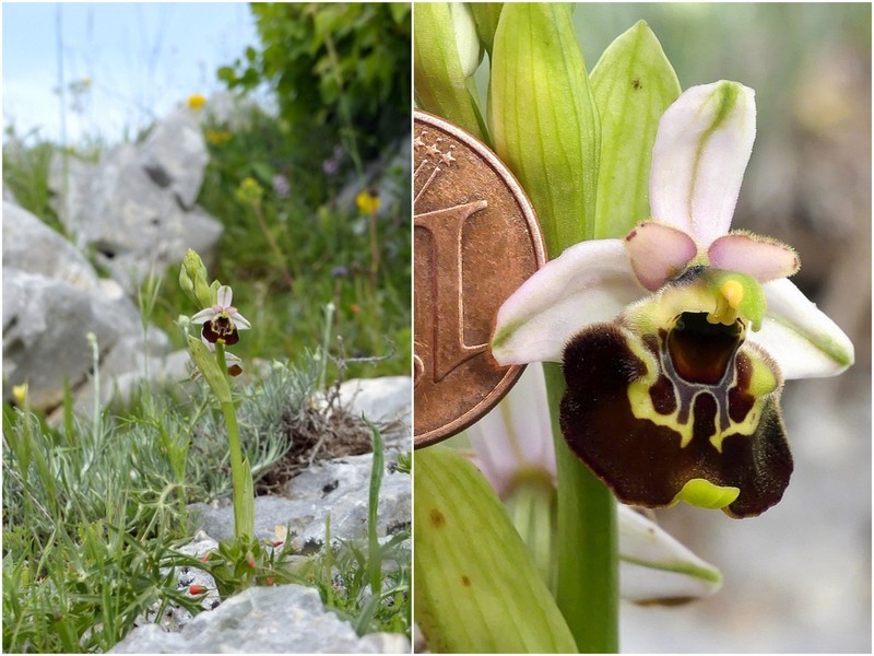 Ophrys crabronifera & Ophrys holosericea sp. � Monti Lucretili  (Roma).